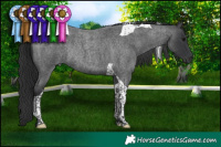 Horse Color:Blue Roan Tobiano Rabicano