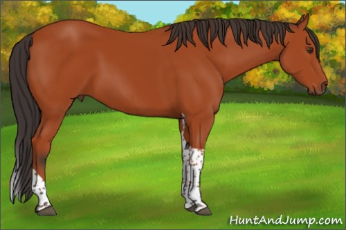 Horse Color:Bay Tobiano Rabicano