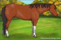 Horse Color:Bay Tobiano Rabicano 