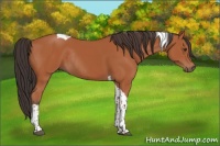 Horse Color:Bay Tobiano Rabicano 