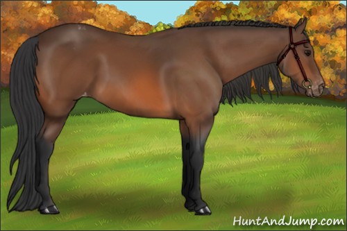Horse Color:Bay Appaloosa 