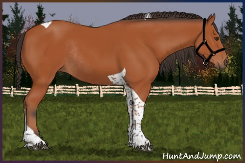 Horse Color:Bay Tobiano Rabicano