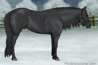 Horse Color:Black 