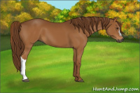 Horse Color:Gray Chestnut 