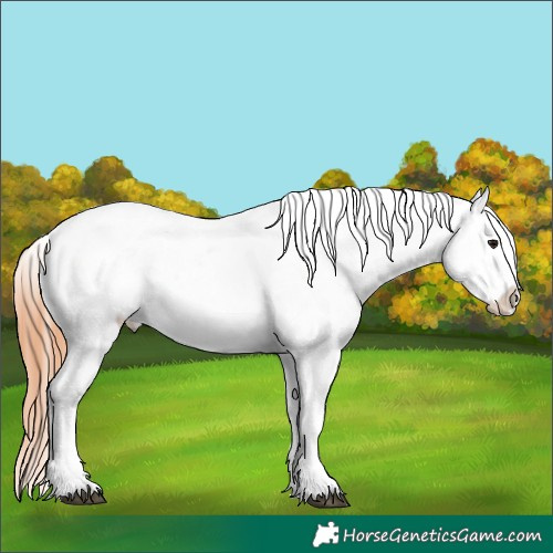 Horse Color:Bay Splash Tobiano Appaloosa  and Bay Splash Tobiano Appaloosa 