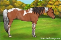 Horse Color:Bay Tobiano Rabicano 