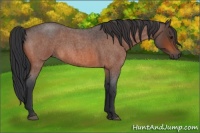Horse Color:Bay Roan 