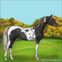 Horse Color:Liver Chestnut Tobiano Rabicano