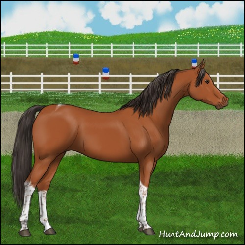 Horse Color:Bay Tobiano Rabicano 