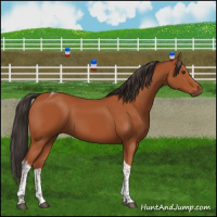 Horse Color:Bay Tobiano Rabicano 