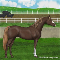 Horse Color:Liver Chestnut 