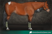 Horse Color:Bay Tobiano Rabicano