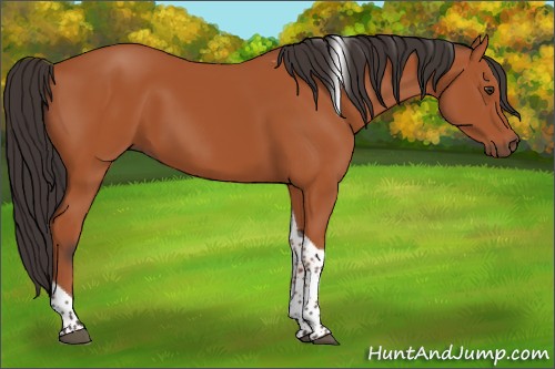 Horse Color:Bay Tobiano Rabicano 