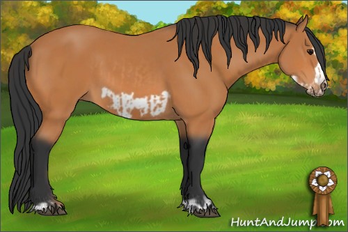 Horse Color:Bay  and Bay Frame 