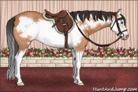 Horse Color:Bay Splash Frame and Bay Splash Frame