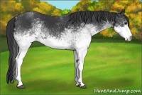 Horse Color:White Spotted Black
