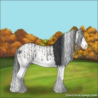 Horse Color:Grullo Sabino Splash  and Grullo Sabino Splash 