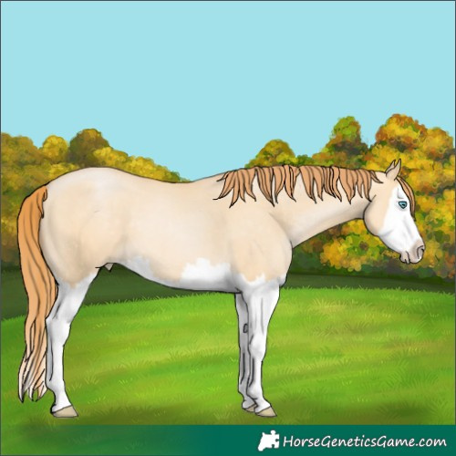 Horse Color:White Spotted Buckskin Pearl Dun Splash 