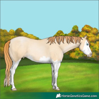 Horse Color:White Spotted Buckskin Pearl Dun Splash 