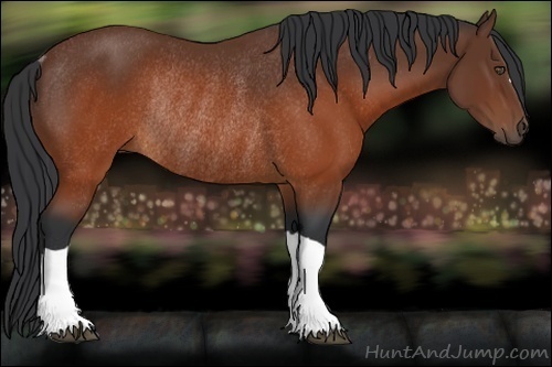 Horse Color:Brown Rabicano 
