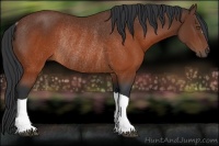 Horse Color:Brown Rabicano 