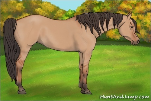 Horse Color:Bay Dun