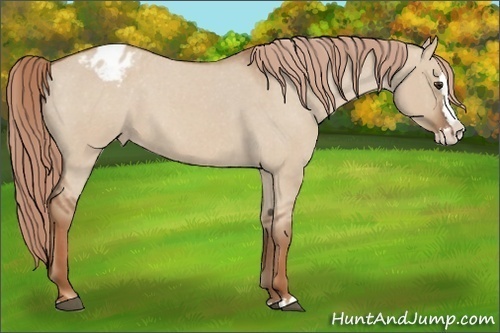 Horse Color:Red Dun Roan Splash Appaloosa