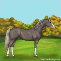 Horse Color:Silver Black Splash 