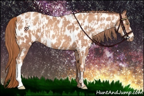 Horse Color:Gold Champagne Appaloosa  and Gold Champagne Appaloosa 