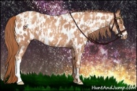 Horse Color:Gold Champagne Near Leopard  and Gold Champagne Near Leopard 