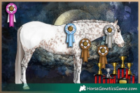 Horse Color:Bay Appaloosa 