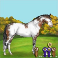 Horse Color:White Spotted Bay Sabino Frame