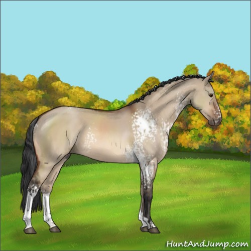 Horse Color:White Spotted Brown Dun 