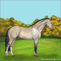 Horse Color:White Spotted Brown Dun 