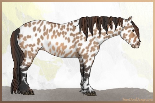 Horse Color:Bay Dun Appaloosa 