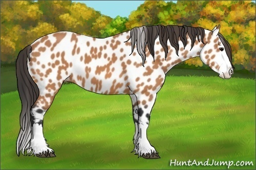 Horse Color:Bay Splash Leopard