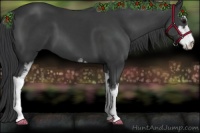 Horse Color:Black Sabino 
