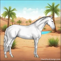 Horse Color:Gray Silver Black Sabino 