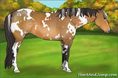 Horse Color:White Spotted Buckskin Sabino