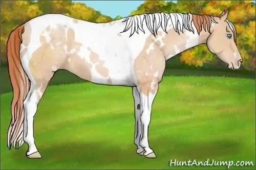 Horse Color:White Spotted Buckskin Pearl Tobiano 
