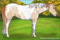 Horse Color:White Spotted Buckskin Pearl Tobiano