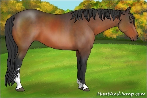 Horse Color:Bay Sabino 