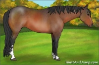 Horse Color:Bay Sabino 