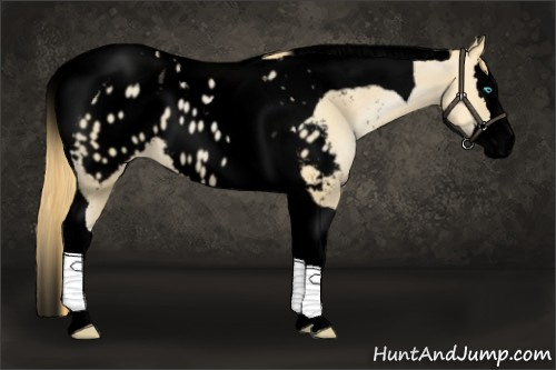 Horse Color:Void Buckskin Pearl Sabino Splash Tobiano Appaloosa 