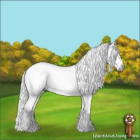 Horse Color:Gray White Spotted Silver Black 