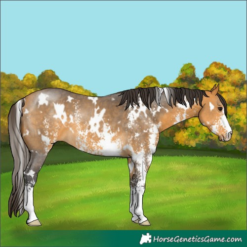 Horse Color:White Spotted Buckskin Sabino
