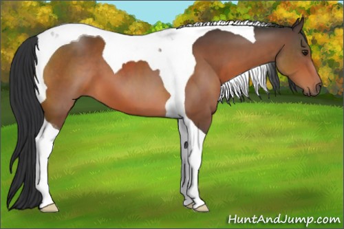 Horse Color:Brown Tobiano 
