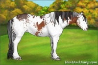 Horse Color:White Spotted Bay 