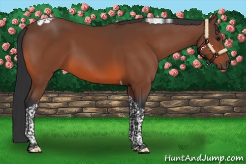 Horse Color:Bay Tobiano 