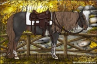 Horse Color:Liver Chestnut Tobiano 